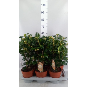 Camellia japonica 'Brushfield Yell'