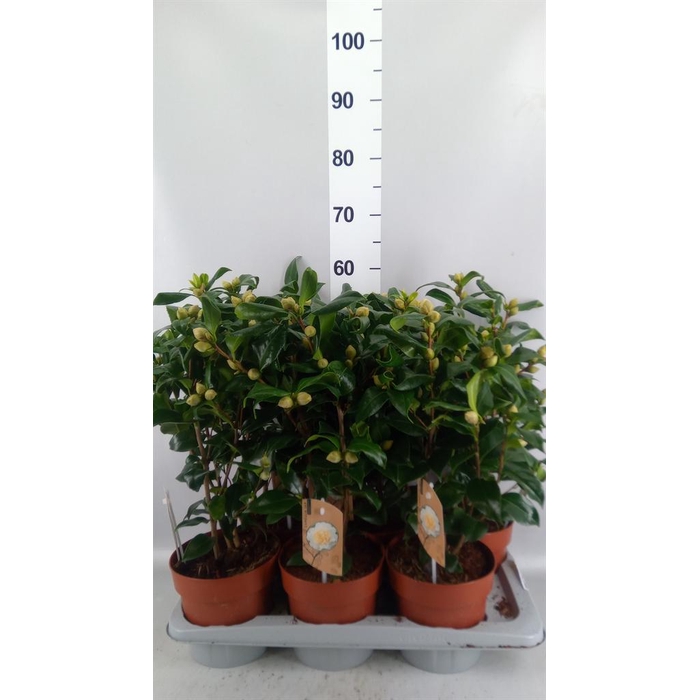 <h4>Camellia japonica 'Brushfield Yell'</h4>