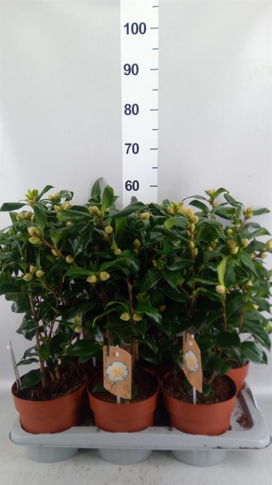 Camellia japonica 'Brushfield Yell'