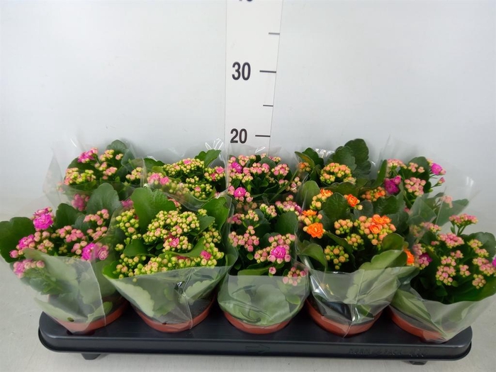 <h4>Kalanchoe blos.   ..rosebud mix  5</h4>