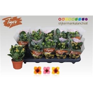 KAL EN TIGER GEM