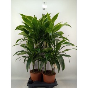 Dracaena fr de 'Art'