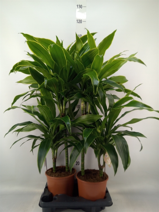<h4>Dracaena fr de 'Art'</h4>