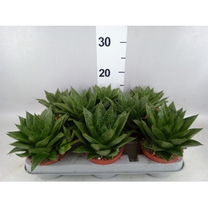 Gasteria