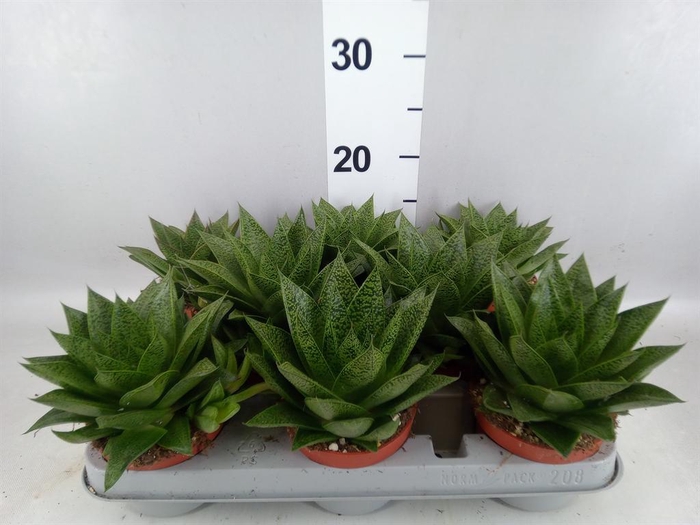 <h4>Gasteria</h4>