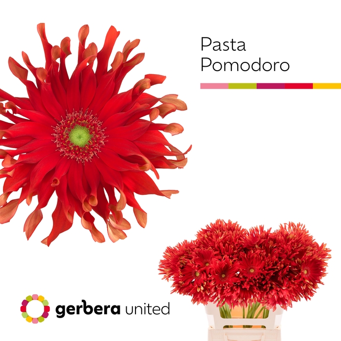 <h4>Gerbera Pasta Pomodoro Water</h4>