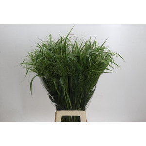 Panicum Fountain