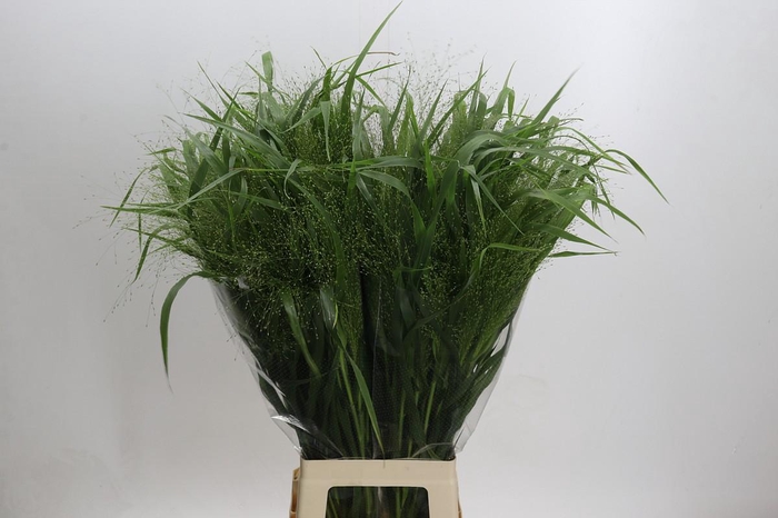 <h4>Panicum Fountain</h4>