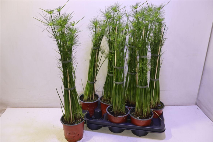 <h4>Cyper Haspan</h4>