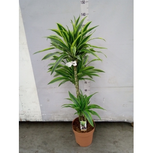 Dracaena fr de 'LemonLime'