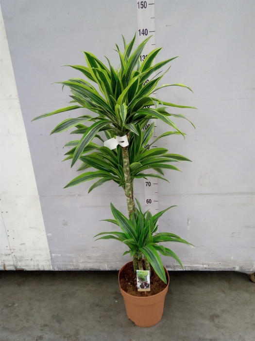 <h4>Dracaena fr de 'LemonLime'</h4>