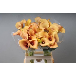 Zantedeschia callista