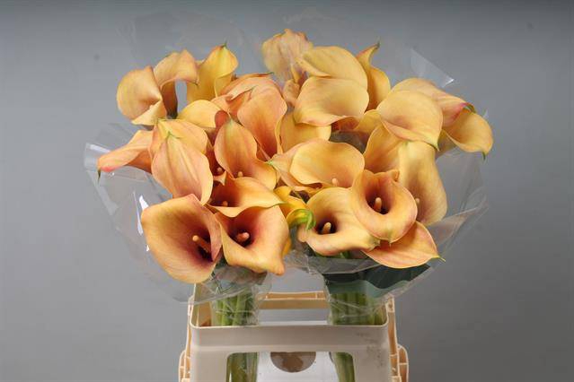 <h4>Zantedeschia callista</h4>