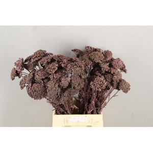 DF Achillea Paint Bs Rose Gold
