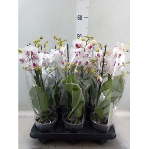 Phalaenopsis multi. 'FC Safe Haven'
