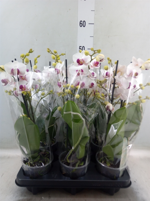 <h4>Phalaenopsis multi. 'FC Safe Haven'</h4>