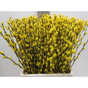 Salix Katje Geel L70