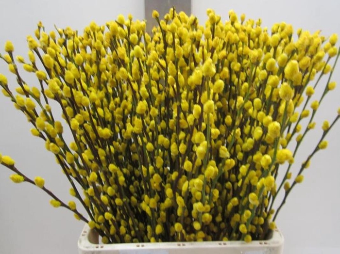 <h4>Salix Katje Geel L70</h4>