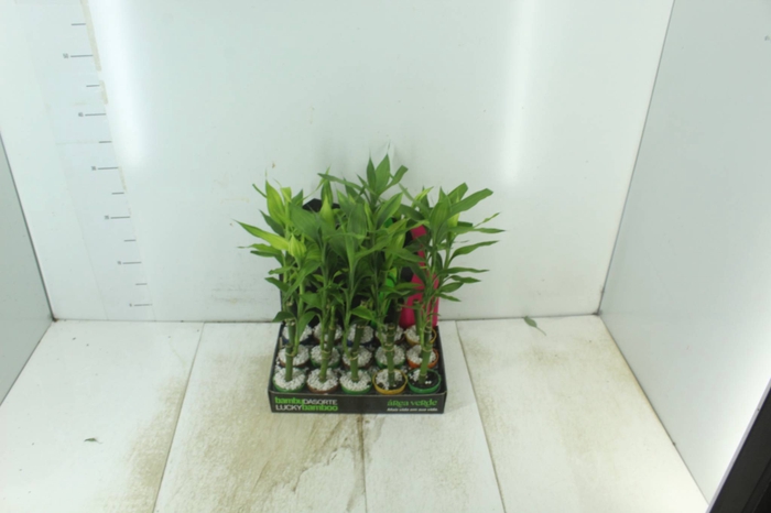 <h4>DRACENA LUCKY BAMBOO P06</h4>