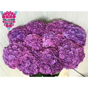 Hydr M Royal Anastasia Bl