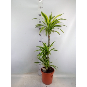 Dracaena fr de 'LemonLime'