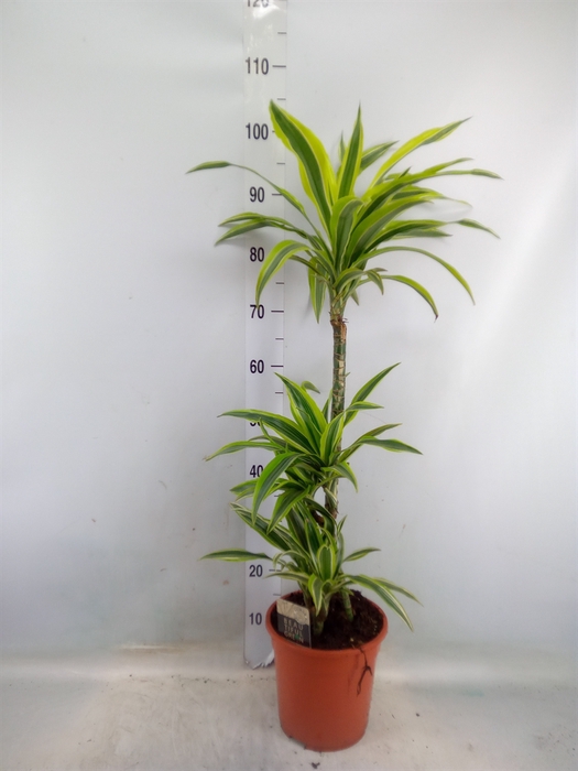 <h4>Dracaena fr de 'LemonLime'</h4>