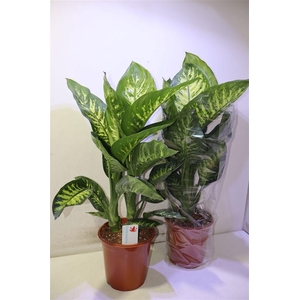 Dieff Se Tropic Snow