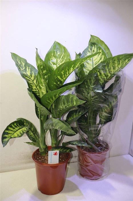 <h4>Dieff Se Tropic Snow</h4>