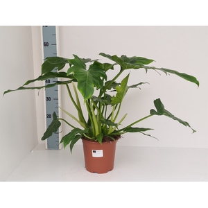 Philodendron   ...