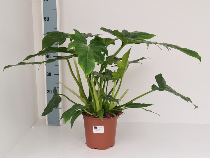 <h4>Philodendron   ...</h4>