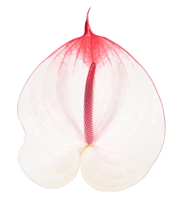 <h4>ANTH A CUMBIA</h4>