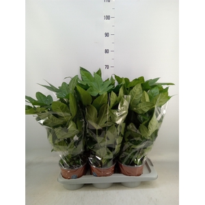 Fatsia japonica   ...