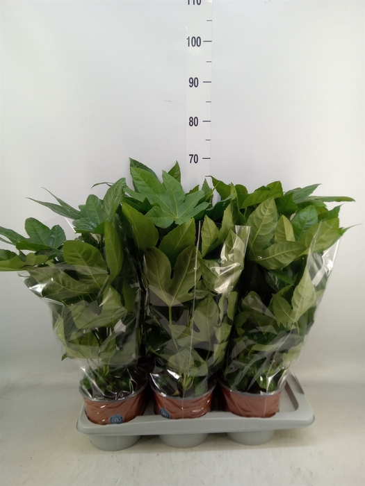 <h4>Fatsia japonica   ...</h4>