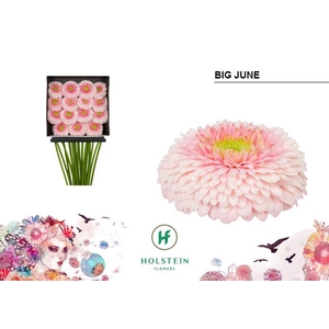 GE GB GERPONI BIG JUNE DIA KAART x30
