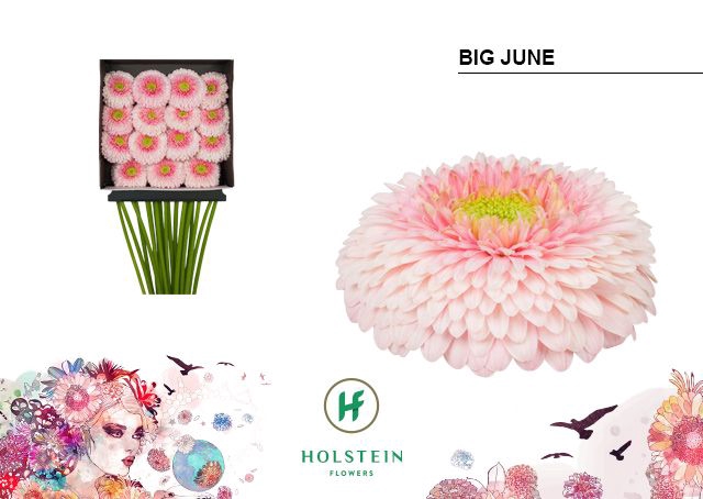 <h4>GE GB GERPONI BIG JUNE DIA KAART x15</h4>