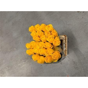 R Gr Gar Saint Tropic