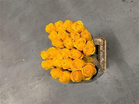 <h4>R Gr Gar Saint Tropic</h4>