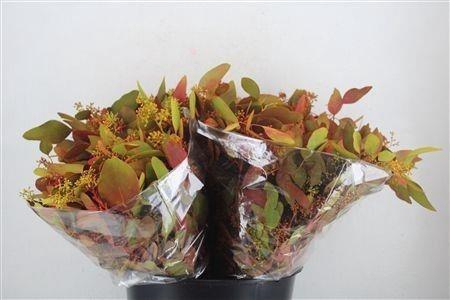 <h4>POPULUS ALBA</h4>