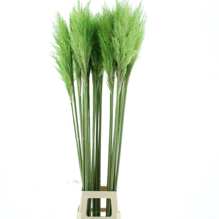 <h4>Corta N L Green Abs</h4>