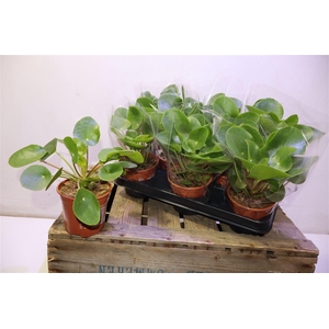Pilea Peperomioides