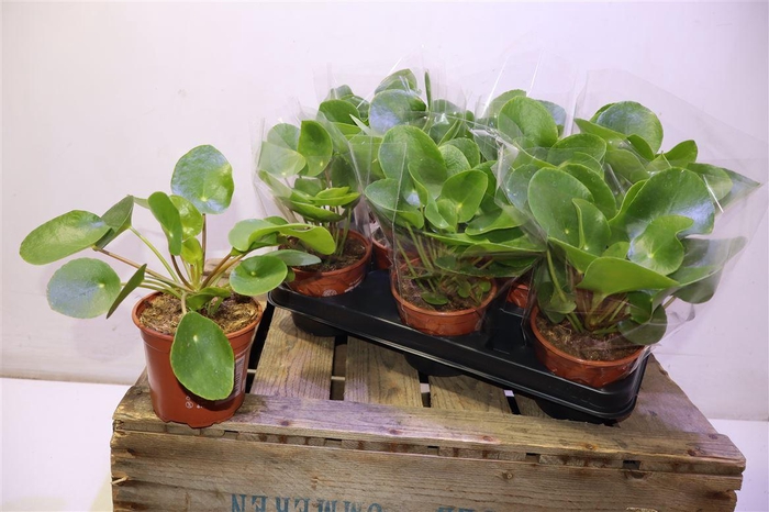 <h4>Pilea Peperomioides</h4>