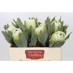PROTEA M ICE QUEEN