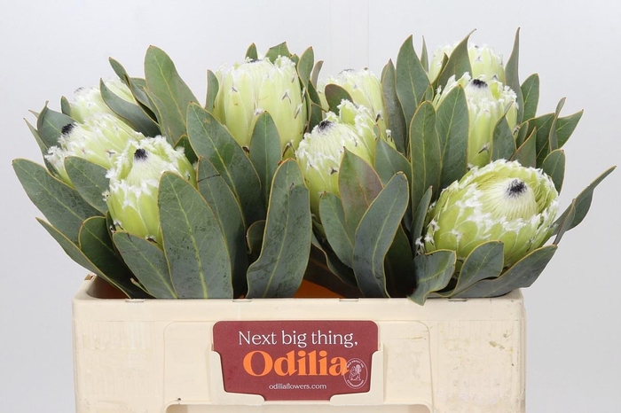 <h4>PROTEA M ICE QUEEN</h4>