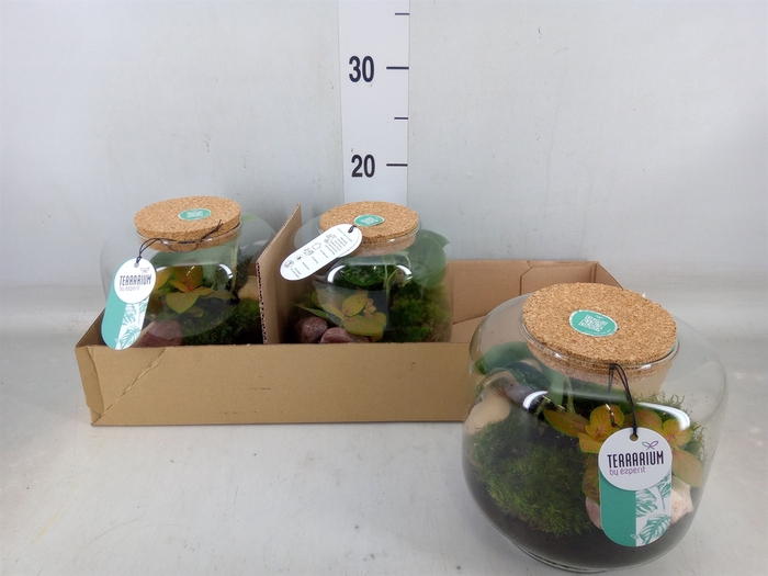 <h4>Arr.   Planten H%</h4>
