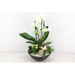 Arr2 Pl - Ebbischaal Phal. Wit