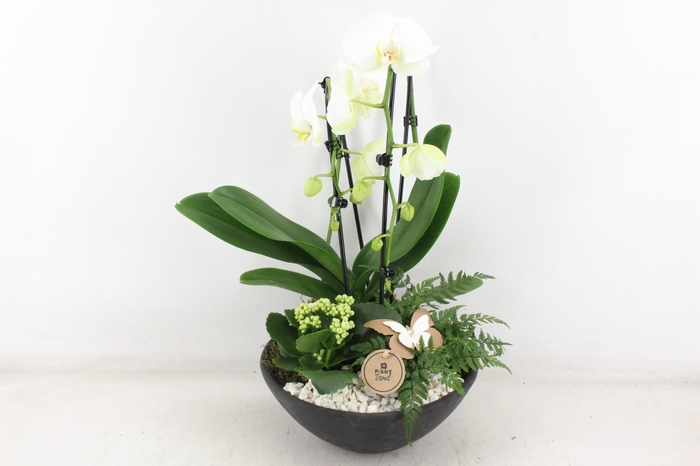 Arr2 Pl - Ebbischaal Phal. Wit