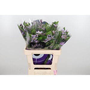 Clem Star River Lavendel