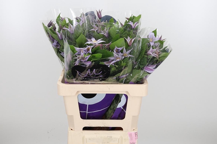 <h4>Clem Star River Lavendel</h4>