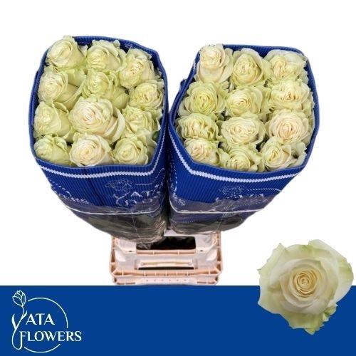 <h4>R Gr Mondial</h4>