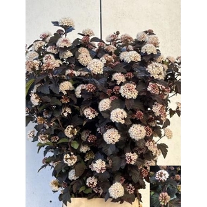 Physocarpus Diabolo Houwelingen